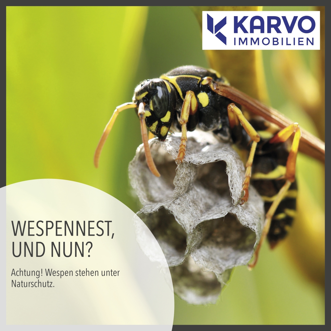 Wespennest, und nun? Wespen stehen unter Naturschutz!